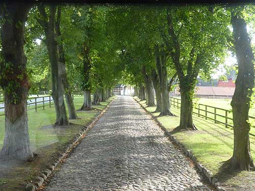 Allee vor Gut Roest