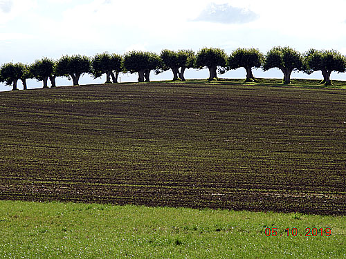 Lindenallee, die von Hofzumfelde zum Schloß Bothmer führt, Foto: N. Krau0, 2019